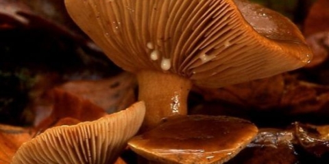 Gljive rubeole: fotografija i opis kako kuhati za zimu